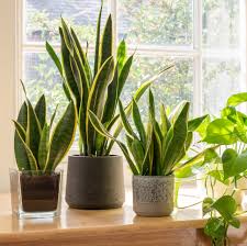 Low-Light & Beginner-Friendly plants 