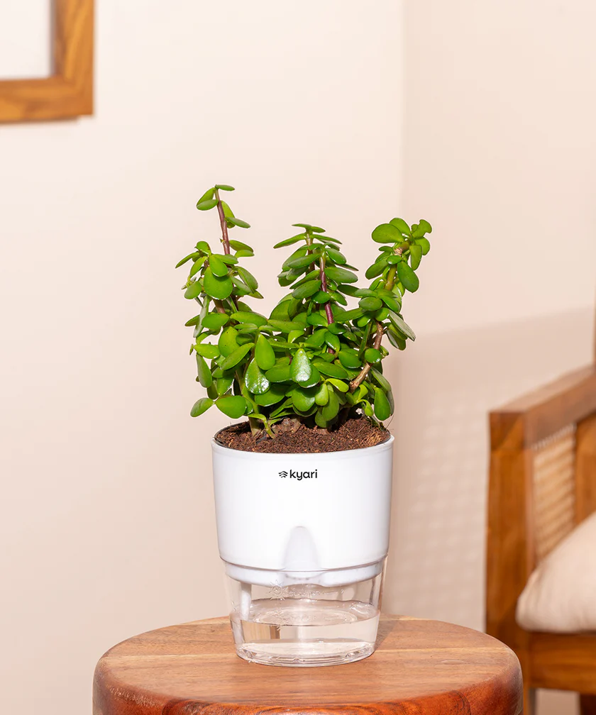 Lucky Jade Plant With Small Self Watering Pot